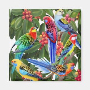 Rosella Parrots in Fig Tree Magnet