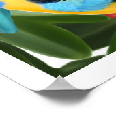 Rosella Parrots in Fig Tree Print Poster (Ecke)