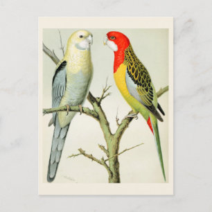 Rosella-Sittiche Postkarte