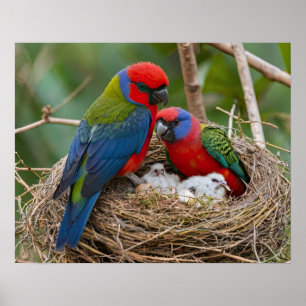 Rosella-Vögel Poster