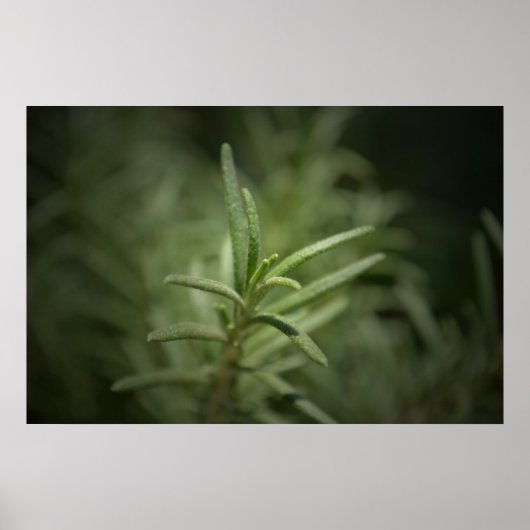 Rosemary Beauty Poster (Vorne)