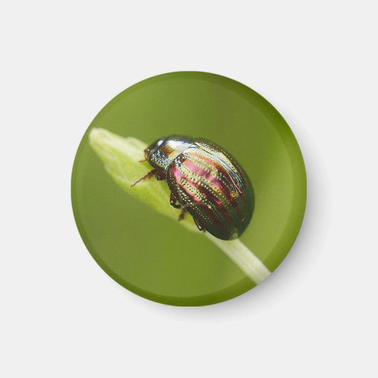Rosemary Beetle Magnet (Vorne)