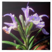 Rosemary Blume Fliese (Vorderseite)