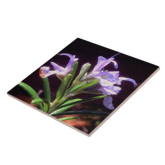 Rosemary Blume Fliese (Seite)