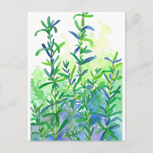 Rosemary Herb Blau Postkarte (Vorderseite)