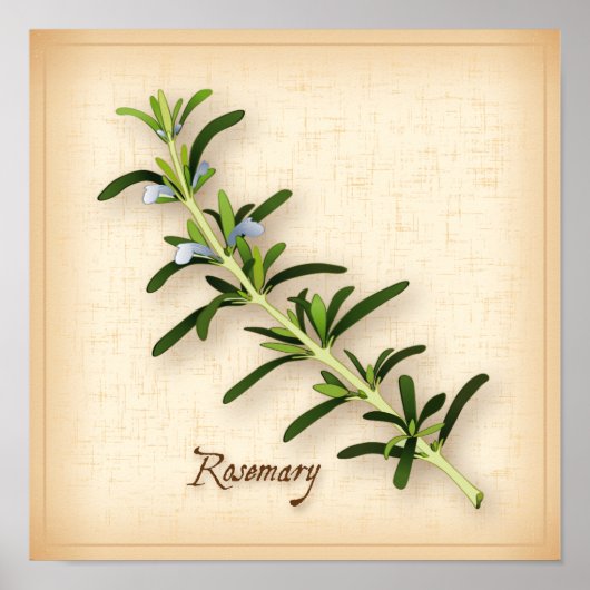 Rosemary Herb Poster (Vorne)
