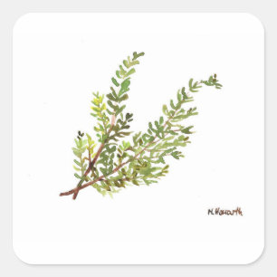 Rosemary Kraut Rosemary Aquarellmalerei Quadratischer Aufkleber