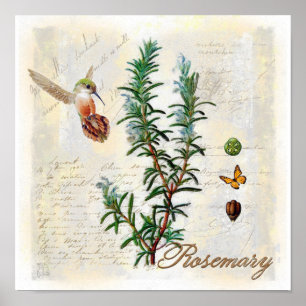 Rosemary, Kräuter Kolibri-botanischer Kunst-Druck Poster