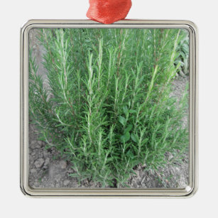 Rosemary Pflanze im Garten. Toskana, Italien Ornament Aus Metall
