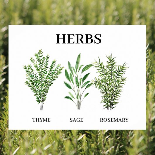 Rosemary Thyme Sage Herbs Küche Koch Poster