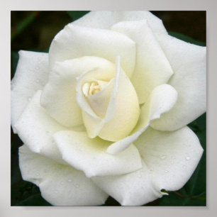 Rosen-Bedeutungs-Plakat-Druck Poster