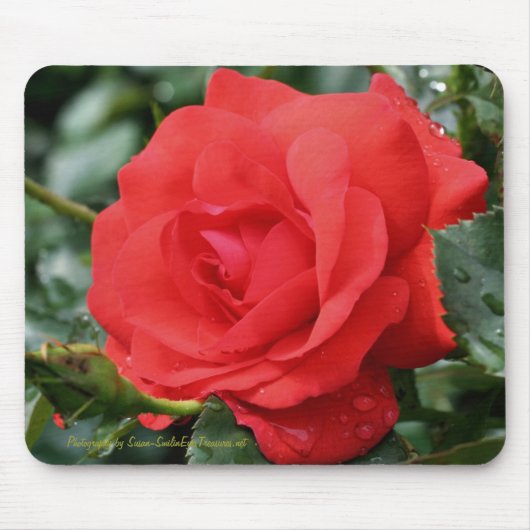 Rosen-Blumen-Fotografie Mousepad (Vorne)