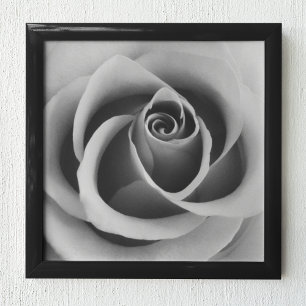 Rosen-Blumen-nahe hohe Schwarzweiss-Fotografie Poster