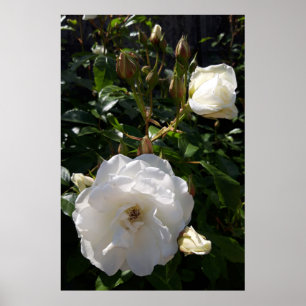 Rosen Blumen , weiße Rosen Poster