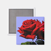 Rosen-Blüten-Blumen-Hochzeits-Geburtstags-Natur Magnet (Vorderseite/Rückseite)