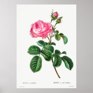 Rosen Botanik Poster