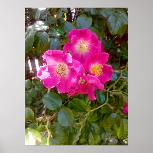 Rosen Foto Poster (Vorne)