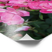 Rosen I Fotodruck (Ecke)