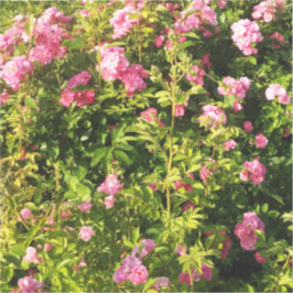 Rosen in Blüte Aufkleber