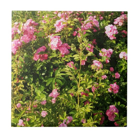 Rosen in Blüte Fliese (Vorderseite)