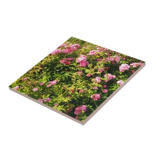 Rosen in Blüte Fliese (Seite)