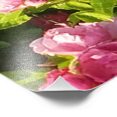 Rosen in Blüte Fotodruck (Ecke)