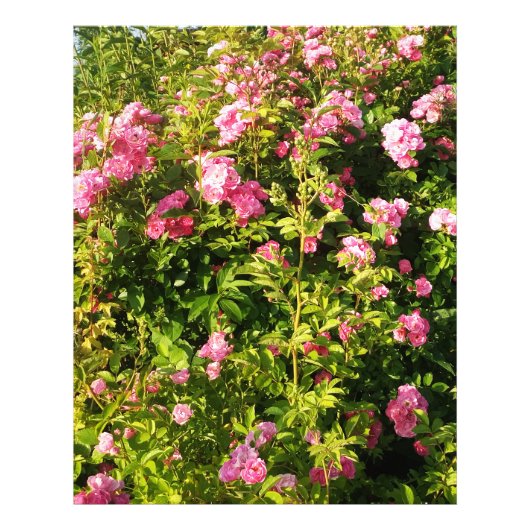 Rosen in Blüte Fotodruck (Vorne)