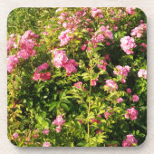 Rosen in Blüte Getränkeuntersetzer (Vorderseite)