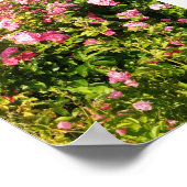 Rosen in Blüte Poster (Ecke)