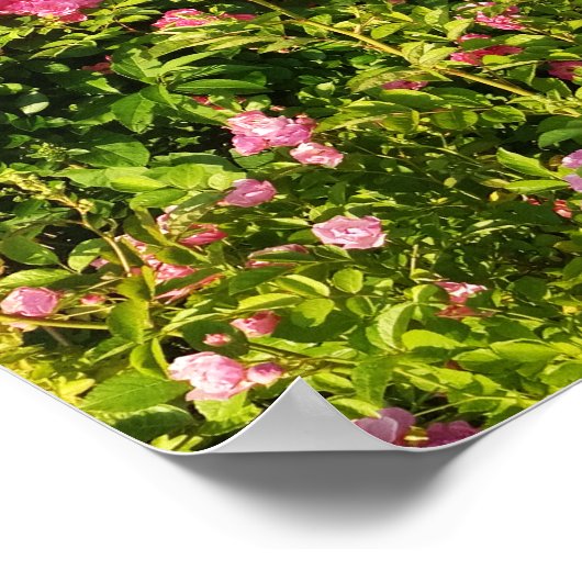 Rosen in Blüte Poster (Ecke)