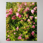 Rosen in Blüte Poster (Vorne)