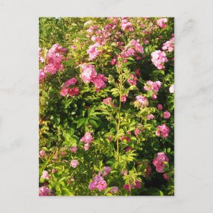 Rosen in Blüte Postkarte