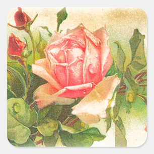 Rosen in Blüte Quadratischer Aufkleber