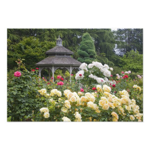 Rosen in Blüte und Gazebo-Rosengarten bei Fotodruck