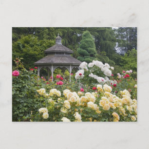 Rosen in Blüte und Gazebo-Rosengarten in der Postkarte