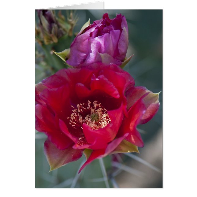 Rosen-Kaktus-Blüte (Vorne)