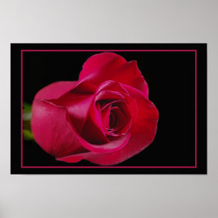 Rosen-Knospen-Druck Poster