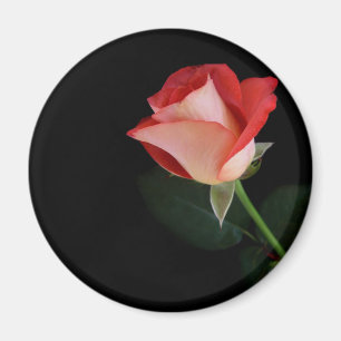 Rosen-Kühlschrankmagnet Magnet