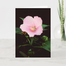 Rosen-Malven-Raum-Gruß-Karte Karte