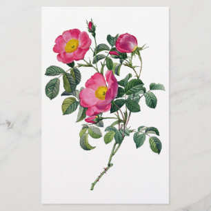 Rosen Pierres Joseph Redoute Briefpapier