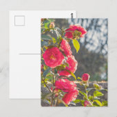 Rosen  postkarte (Vorne/Hinten)