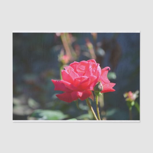 Rosen sind NY Staats-Blume Seidenpapier (Vorderseite)