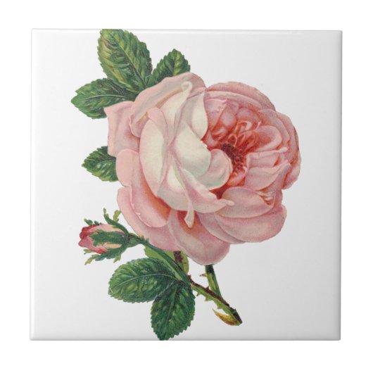 Rosen sind rosa fliese (Vorderseite)