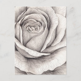 Rosen-Skizze Postkarte