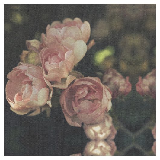 Rosen Stoff (Nahaufnahme)