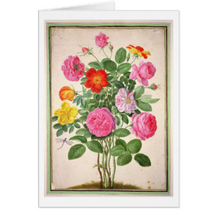 Rosen, überziehen 4 vom NassauFlorilegium (w/c an