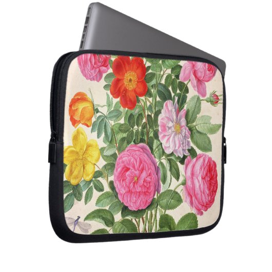 Rosen, überziehen 4 vom NassauFlorilegium (w/c an Laptopschutzhülle (Vorne Rechts)