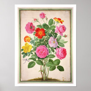 Rosen, überziehen 4 vom NassauFlorilegium (w/c an Poster