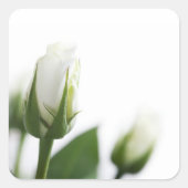 Rosenaufkleber Quadratischer Aufkleber (Vorderseite)