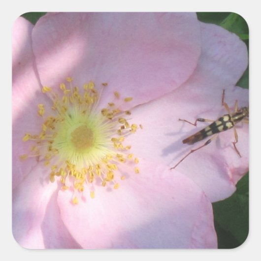 Rosenaufkleber Quadratischer Aufkleber (Vorderseite)